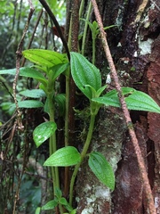 Andesanthus