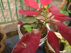 Euphorbia pulcherrima