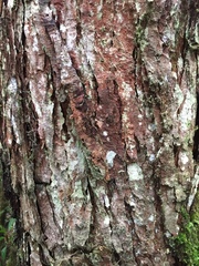 Andesanthus