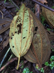 Miconia plethorica