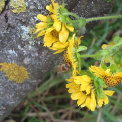 Smallanthus pyramidalis