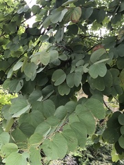 Bauhinia × blakeana