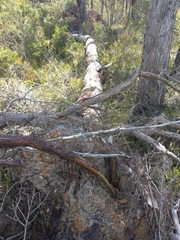 Eucalyptus marginata marginata