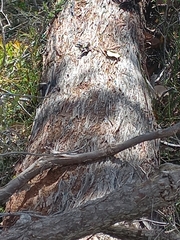 Eucalyptus marginata marginata