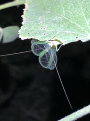 Oecanthus varicornis