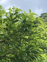 Syzygium samarangense