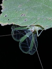 Oecanthus varicornis