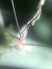 Oecanthus varicornis