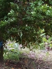 Averrhoa carambola