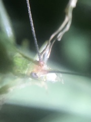 Oecanthus varicornis