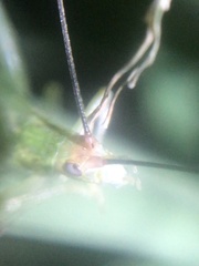 Oecanthus varicornis