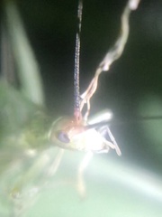 Oecanthus varicornis