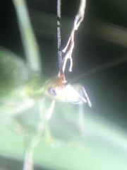 Oecanthus varicornis