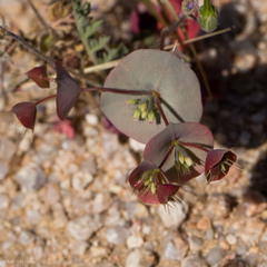 Oxytheca perfoliata