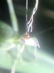 Oecanthus varicornis