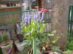 Agapanthus praecox