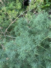 Asparagus myriacanthus