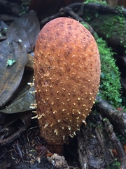 Corynaea