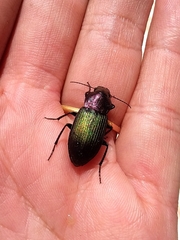 Neoaulacoryssus speciosus