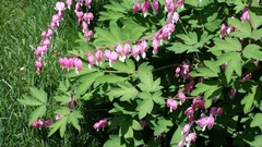Lamprocapnos spectabilis