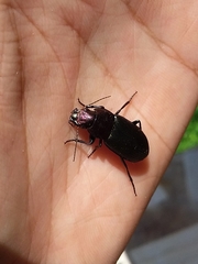 Neoaulacoryssus speciosus
