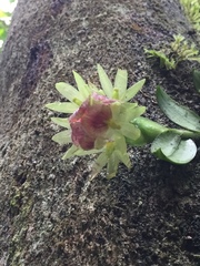 Epidendrum megalospathum