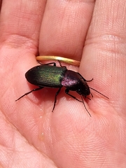 Neoaulacoryssus speciosus