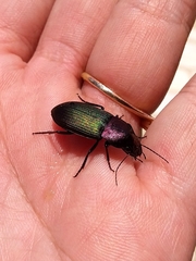 Neoaulacoryssus speciosus
