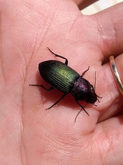 Neoaulacoryssus speciosus