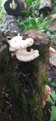 Oudemansiella australis