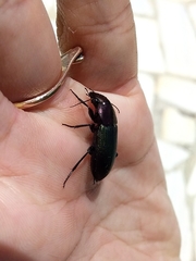 Neoaulacoryssus speciosus