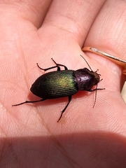 Neoaulacoryssus speciosus