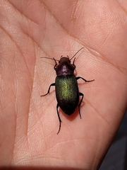 Neoaulacoryssus speciosus