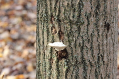 Rigidoporus populinus