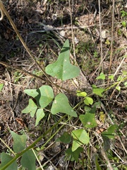 Erythrina herbacea