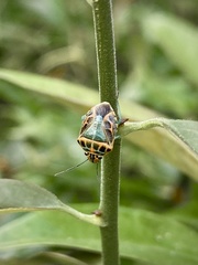 Antestiopsis cederwaldi