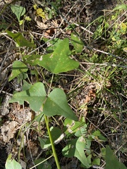 Erythrina herbacea