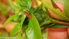 Rhopalomyia capitata