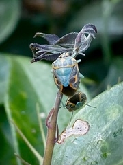 Antestiopsis cederwaldi