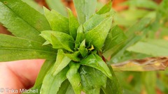 Rhopalomyia capitata