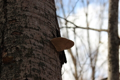 Rigidoporus populinus