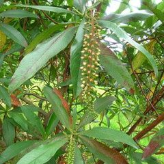 Escallonia pendula