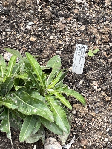 Cirsium hupehense iNat (1)