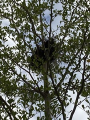 Eudynamys scolopaceus