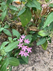 Pentas