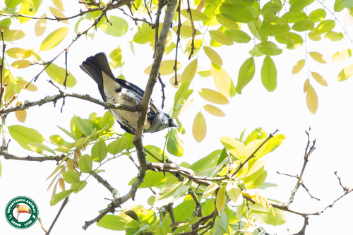 White-bellied Tanager (Tangara brasiliensis), photo 6