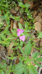 Callisia micrantha
