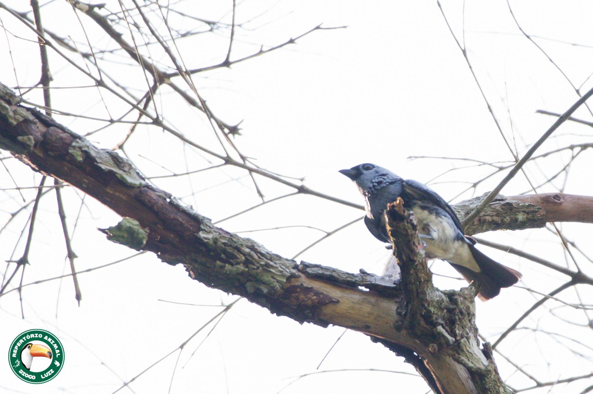 White-bellied Tanager illustration