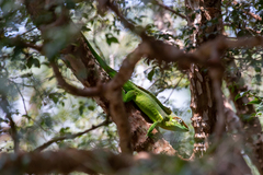 Anolis equestris