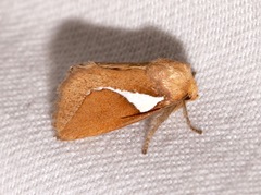 Prolimacodes trigona
